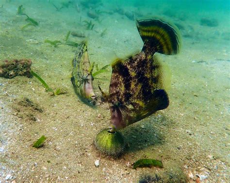  Filefish, Bir Deniz Memeli mi Yoksa İri Bivalv mi?