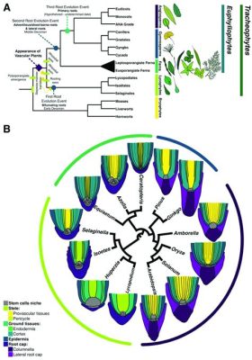  HemoGregarina, A Microscopic Marvel With Ancient Roots in Animal Evolution!