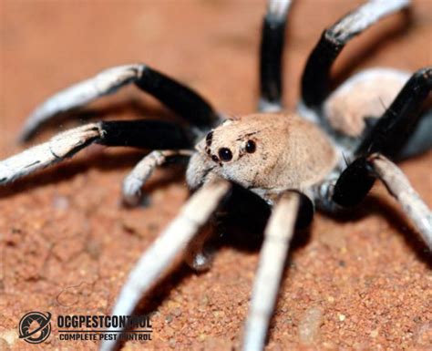  Lycosidae Çıkıyor: Korkunç Avcılar ve Yünlü Ayakları ile Tanıdık Mısınız?