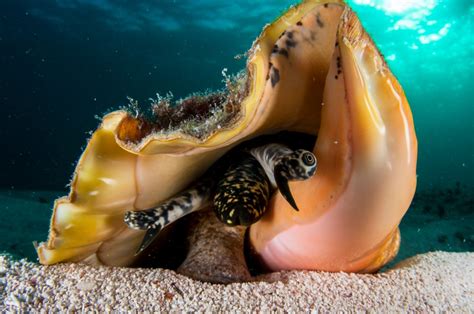  Queen Conch: Can this Striking Gastropod Conquer your Curiosity about Underwater Gardens?