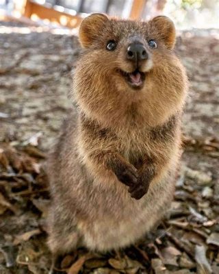  Quokka:  A Tiny Marsupial With an Unending Supply of Smiles That Can Steal Your Heart Away!