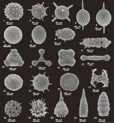  Xenocoelomorpha: Can Tiny Single-celled Creatures Reveal the Secrets of Animal Evolution?