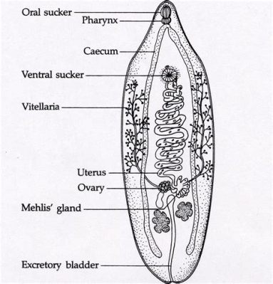  Opistorchis! A Trematode Parasite That Loves Liver Flukes and Bile Canal Adventures