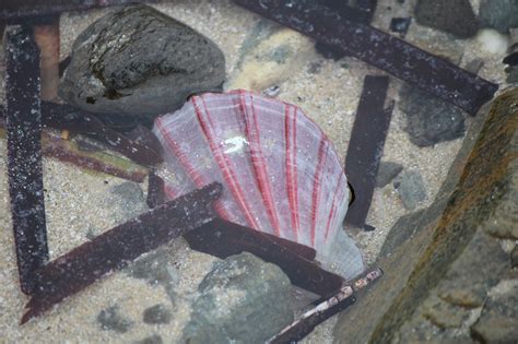  Queen Scallop! A Deep-Sea Dweller That Embraces Both Filter Feeding and Swift Escape Tactics