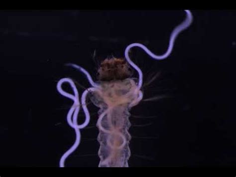  Romanomermis! A Parasitic Nematode That Can Rewrite Evolution Itself