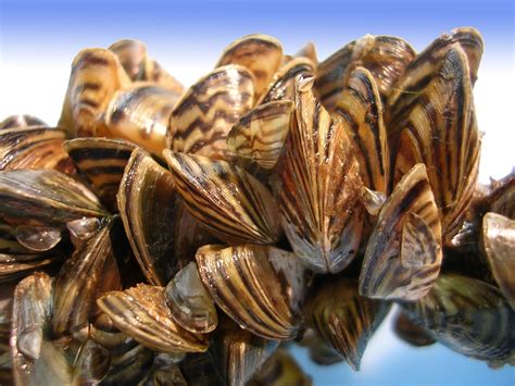  Zebra Mussel: İstilacı Bir Midye veya Denizlerin Yeni Kralı mı?