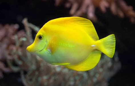  Zebrasoma Flavescens: Can This Vivid Yellow Fish Really Glow in the Dark Deep Ocean?